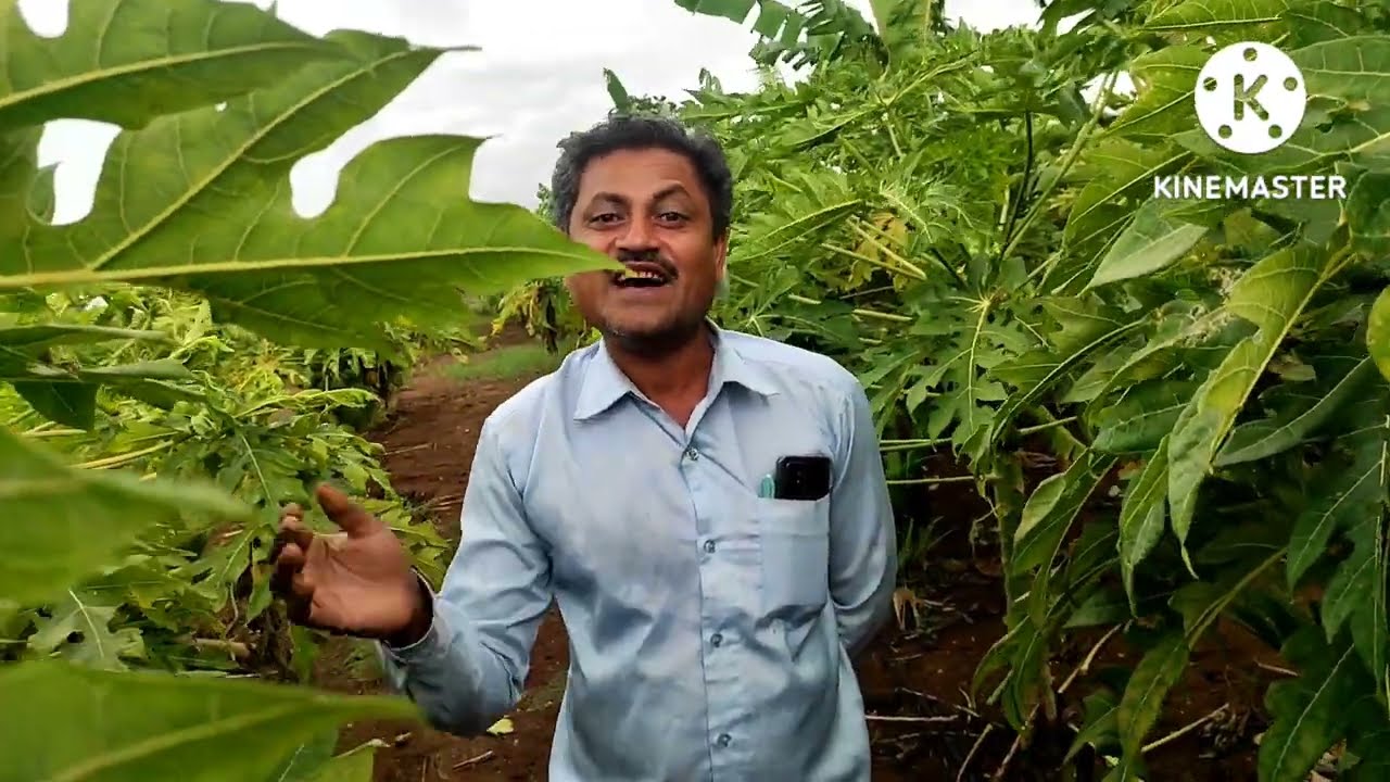 Karnataka Organic Papaya  farming Natural