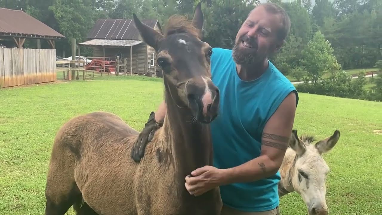 Haulin' Otis:  Rocky Mountain Colt 