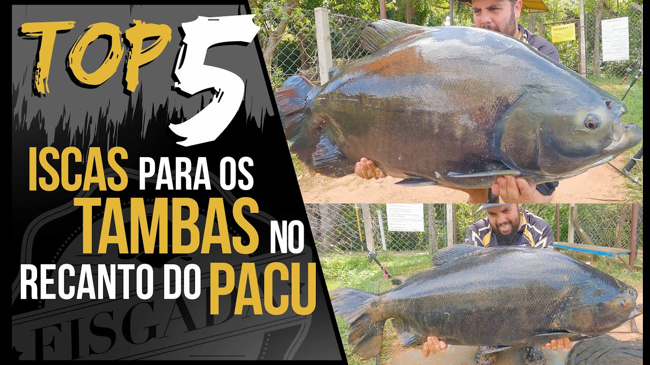 TOP 5 - ISCAS PARA OS TAMBAS NO RECANTO DO PACU