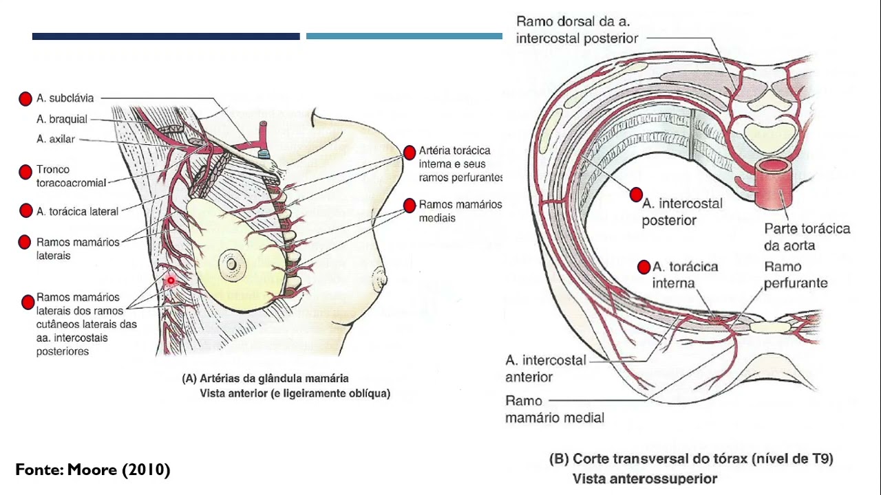 ANATOMIA DA MAMA, IRRIGAÇÃO VASCULAR, DRENAGEM LINFÁTICA E INERVAÇÃO
