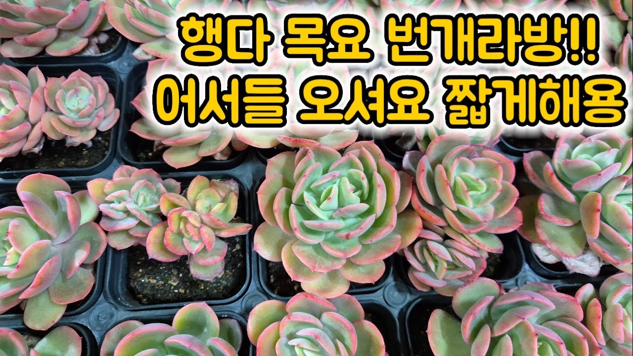 행다~ 목요 라이브 신상 다육이들! 판매