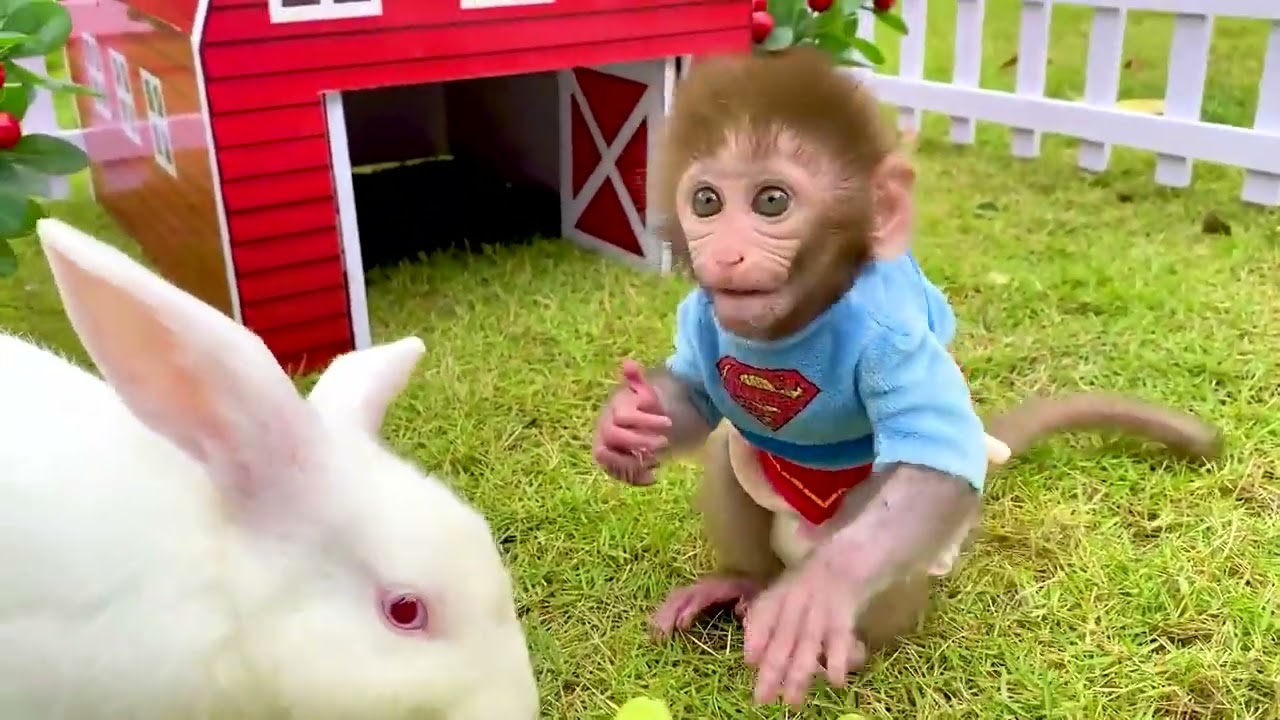 Monkey Baby Bon Bon eats fried eggs and plays with puppy and rabbit on the farm