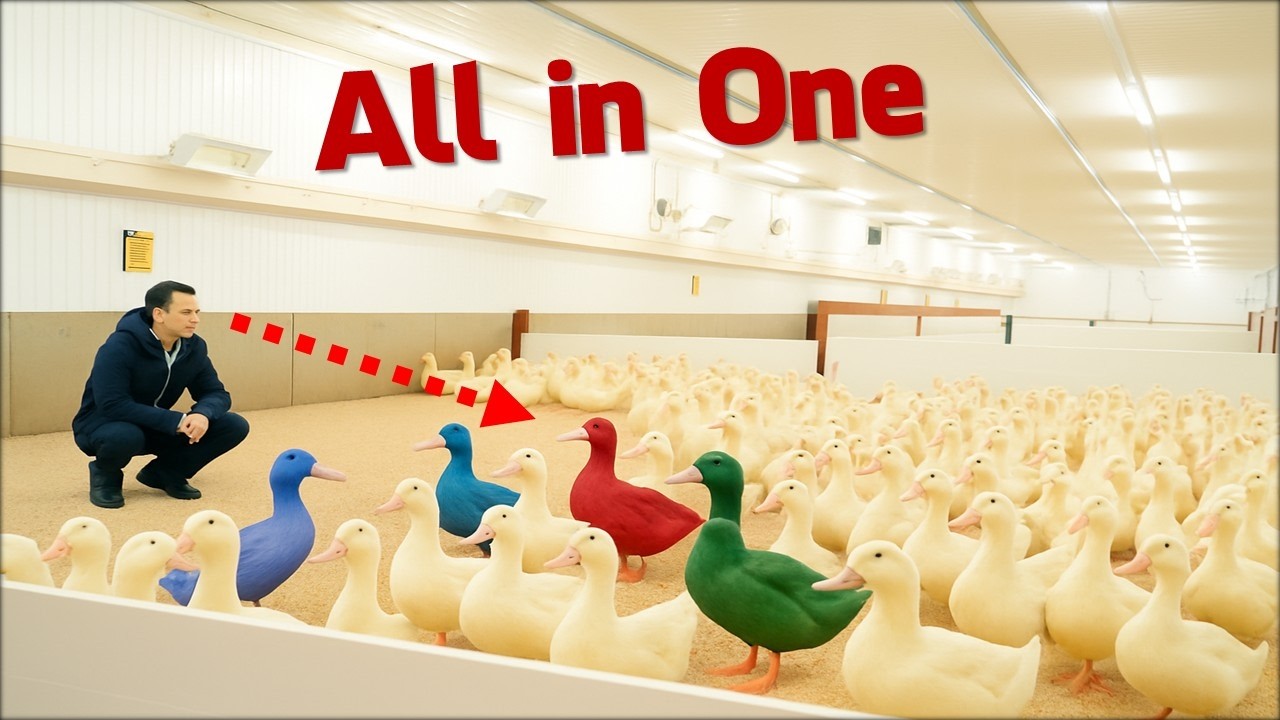 Introduction to Modern Broiler Duck Production: All subjects combined.Modern Duck Farming Technology