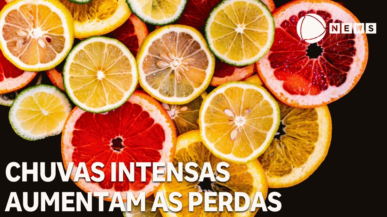 Chuvas intensas aumentam perdas e pressionam cotações do setor citrícola