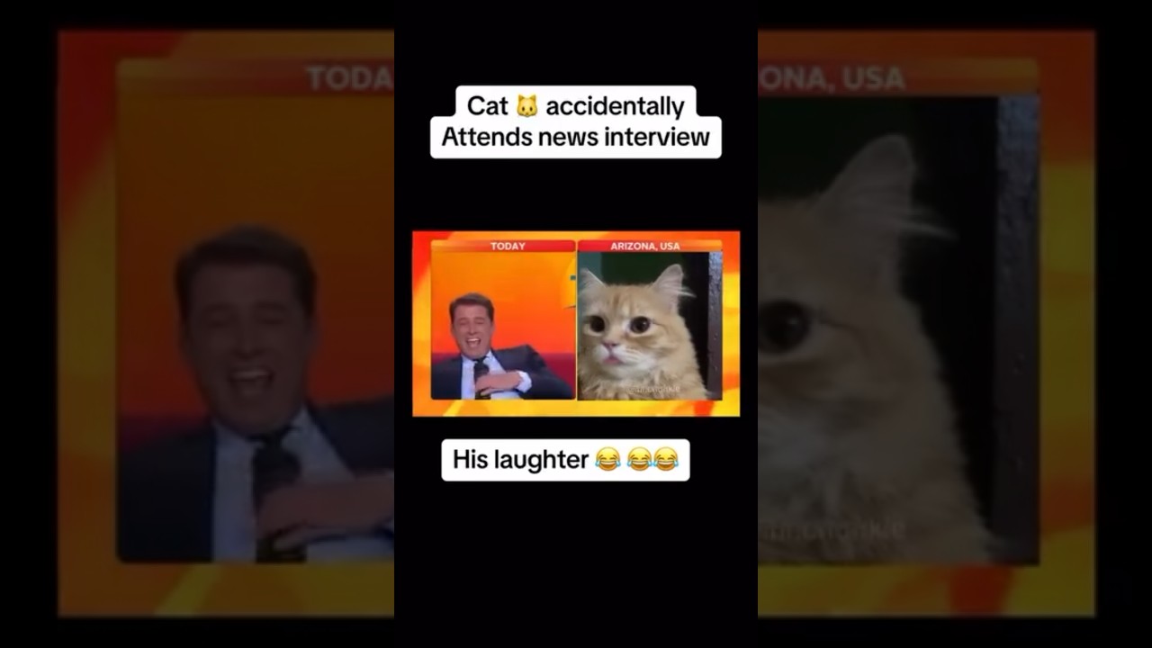Cat accidentally attends news interview 😳 😂