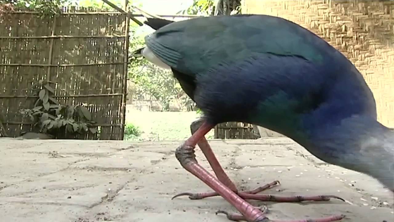 নাজমা খাতুন বুনো কালীম পাখি পোষ মানিয়েছেন