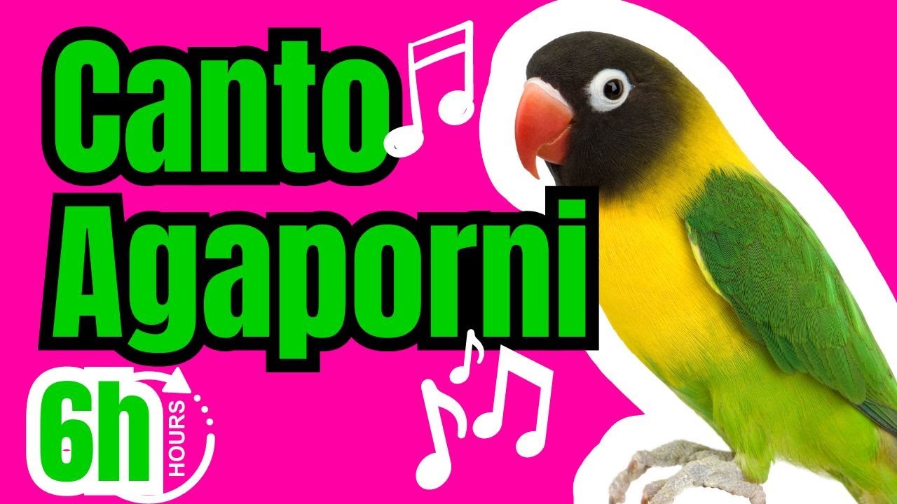🎵CANTO de AGAPORNIS | SONIDOS de AGAPORNI - RECLAMO DE AGAPORNIS PERDIDOS DE 6 HORAS🎶