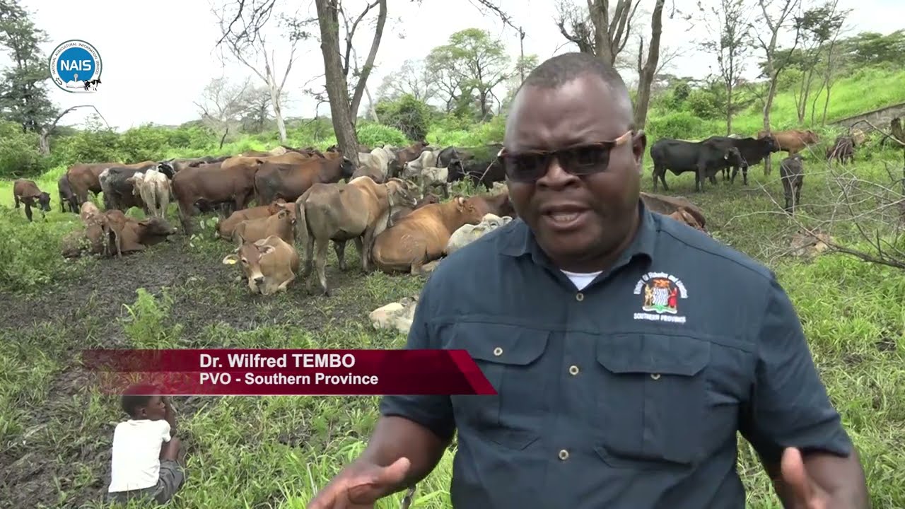 Healthy Animals, Healthy Lives: A story from Kazungula district