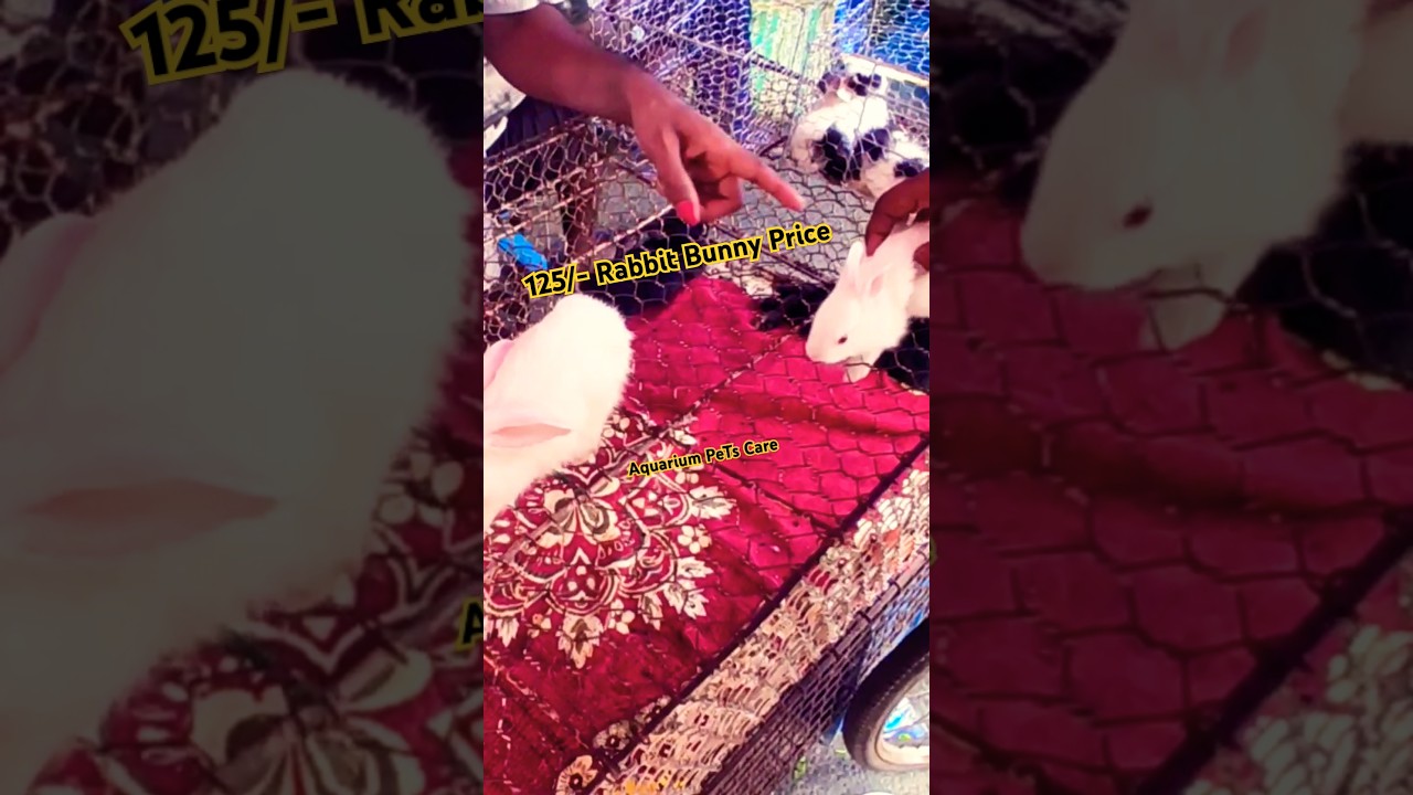 125/- Buy Rabbit Bunny Price in india sell ❤️ Galiff Street Pet Market #rabbit #bunny #shorts