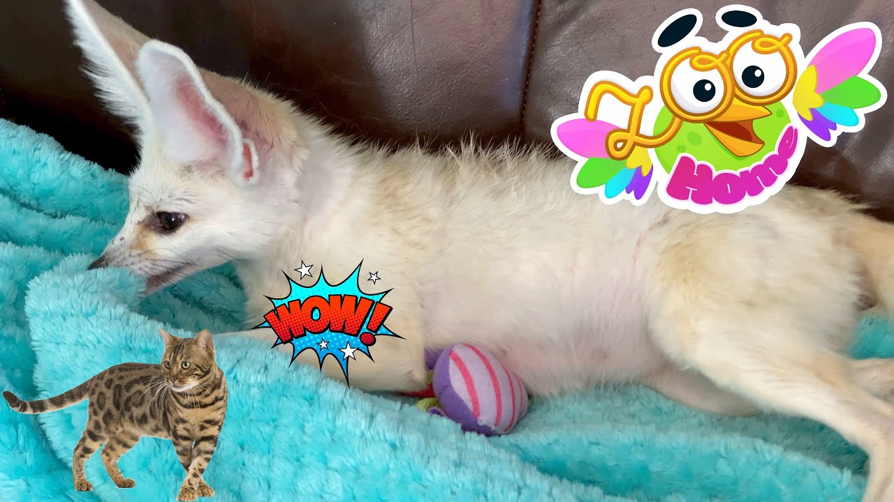 Fennec fox plays with a Bengal cat.