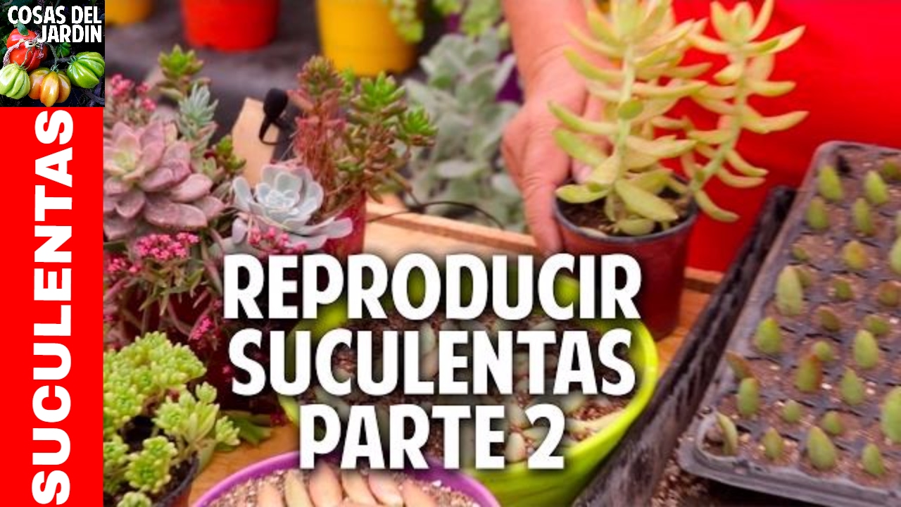 Cómo reproducir suculentas - Secretos del Experto - Parte 2