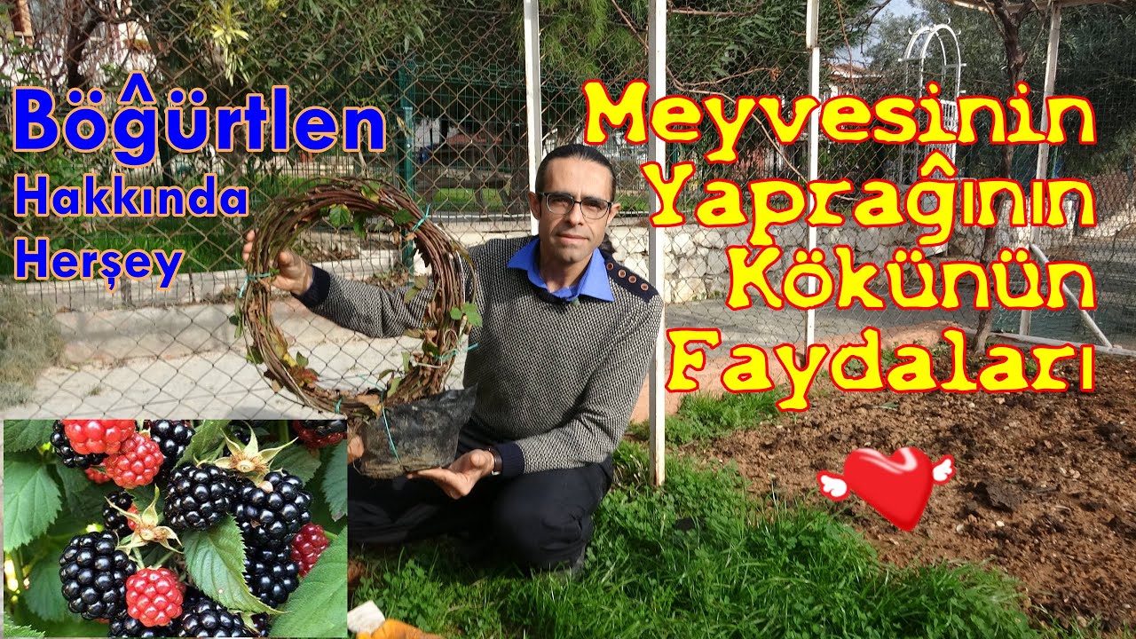 Bu Bitkiyi Her Bahçeye Dikmeli (BÖĞÜRTLEN)