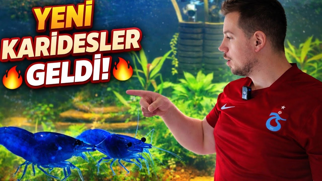 Kaliteli Mavi Karides Aldım / Yeni Koloni Oluşturuyorum