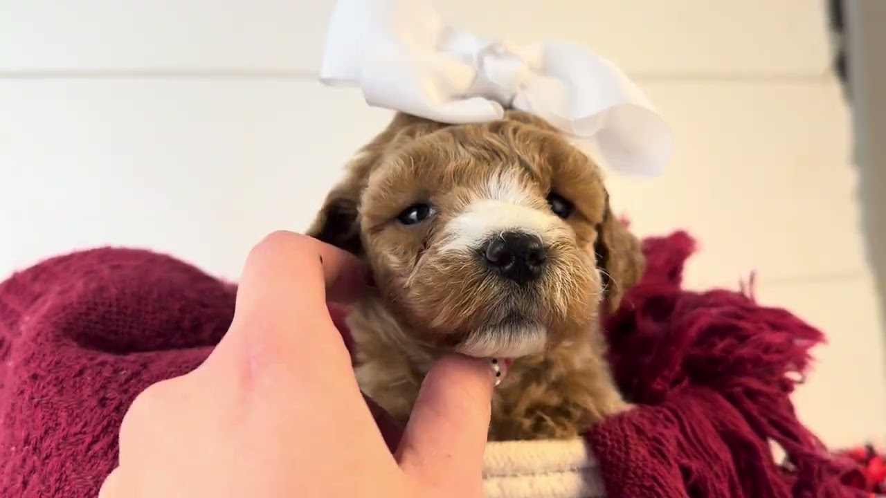 Cherry UPDATE - Mini Goldendoodle - Family Bred Pupppies