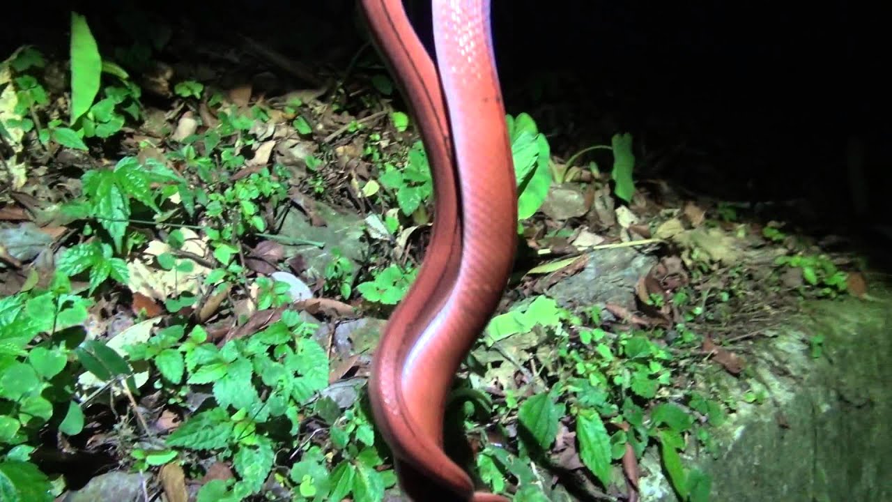 Red Bamboo Ratsnake