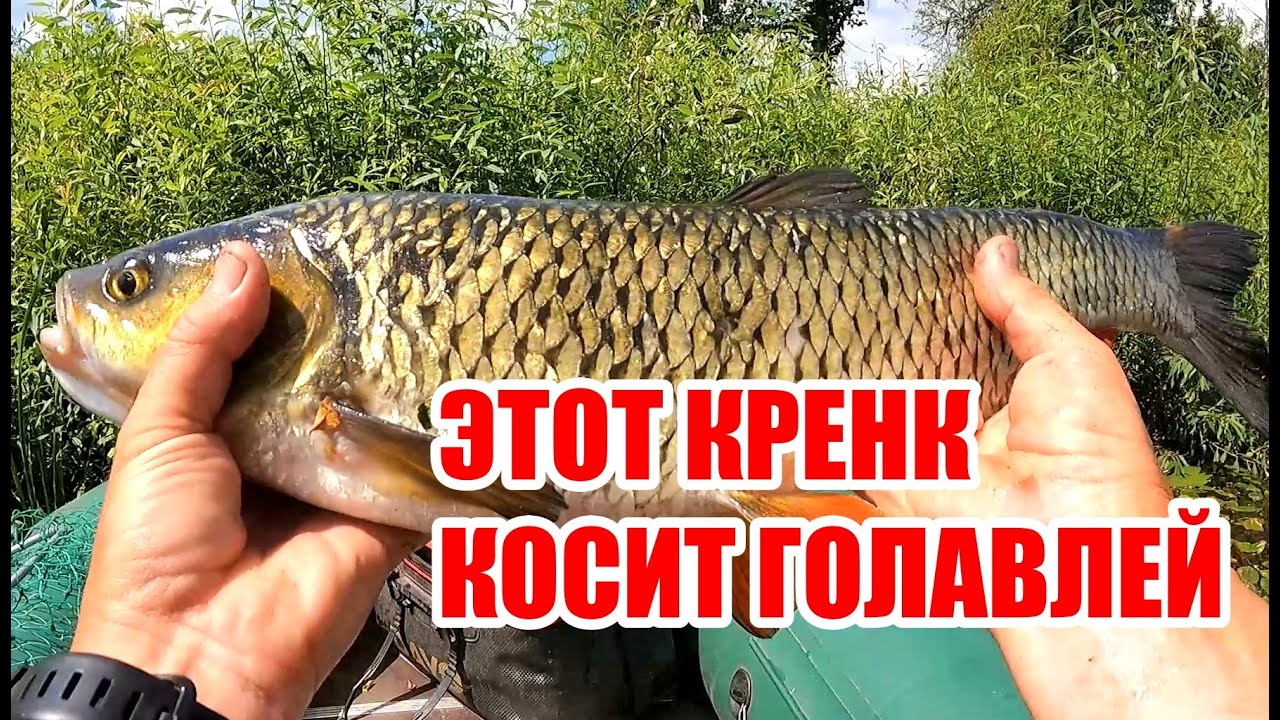 ГОЛАВЛЬ ЗА 2 КИЛОГРАММА НА МАЛОЙ РЕКЕ! ОЧЕРЕДНОЙ ТРОФЕЙ КЛАТЧА!