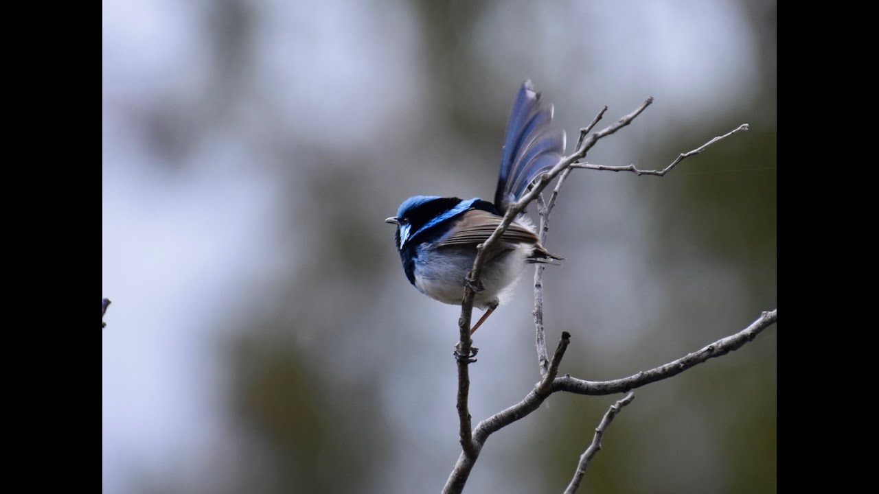 The Sanctuary, Tidbinbilla Nature Reserve