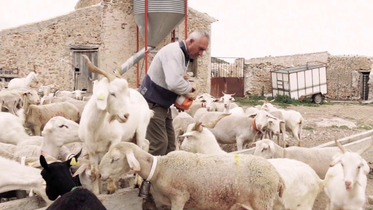 La vida del pastor | Entrevista a pastores de ovejas