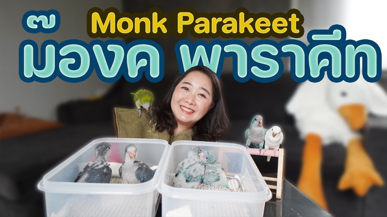 ม๊องค์ พาราคีท ( Monk Parakeet - Quaker Parrot) Ep.312