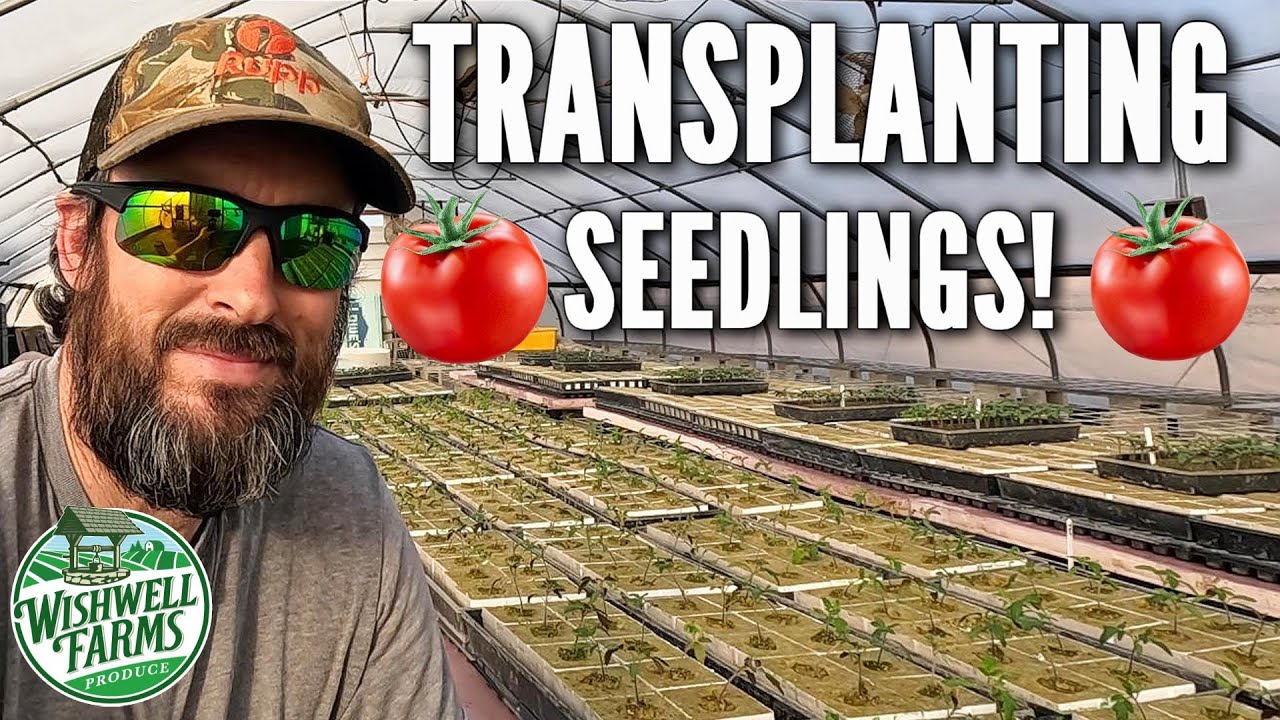 I'm Sharing My BEST Hydroponic Tomato Transplanting Tips!