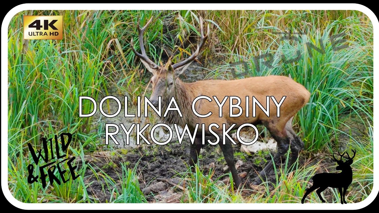 DOLINA CYBINY || RYKOWISKO || 2024
