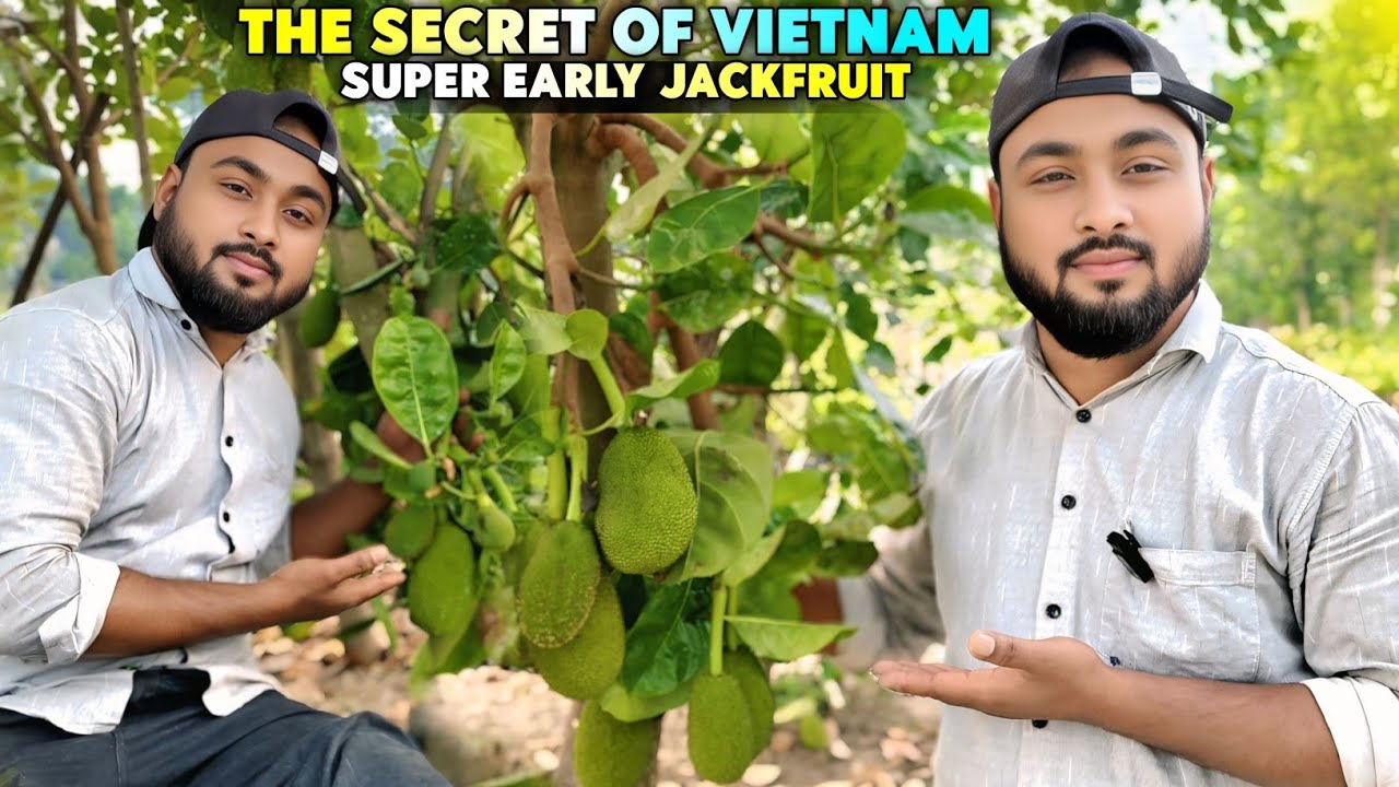 vietnam super early jackfruit. vietnam super early jackfruit farming.all time jackfruit plant.