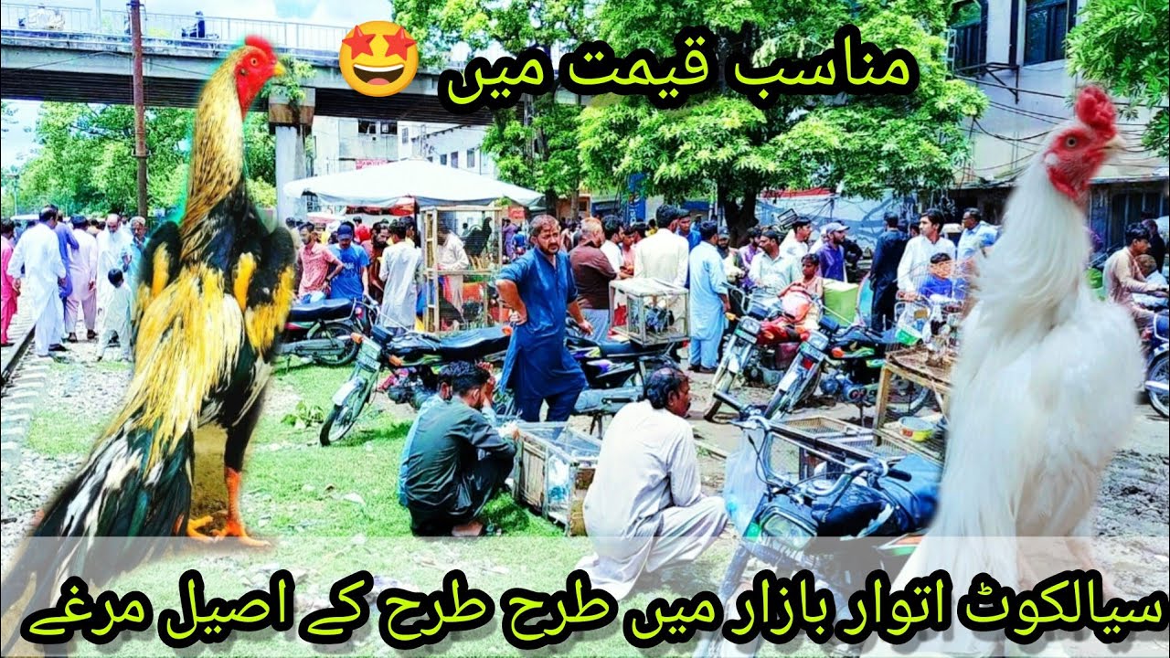 Parindon Ka Itwar Bazar 2023 | Sialkot Sunday birds market 2023 @Abdullah Entertainers  #Murgy