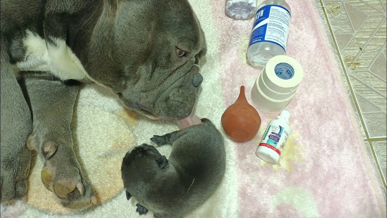 C&oacute;mo Criar Cachorros Bully Ex&oacute;ticos || c&oacute;mo alimentar cachorros Bully Reci&eacute;n Nacidos