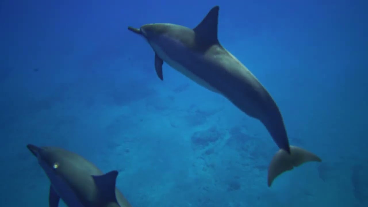 Derin Su Altı Sesi-Meditasyon-Antistres-Uykuya yardımcı