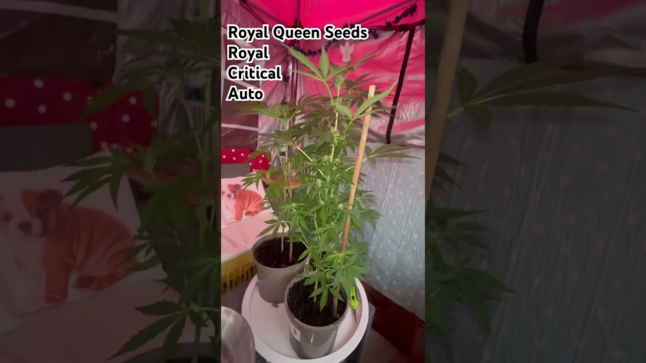 Royal Queen Seeds Royal Critical Auto 🍁🍁💨💨💨