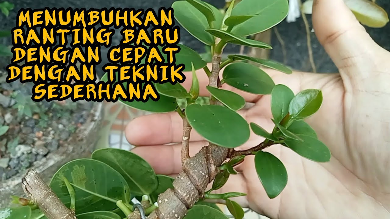 Как сделать пышный бонсай из долларового баньяна и как срезать черенки | видео 12