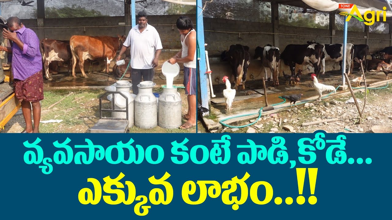 Cow Dairy Farming in Telugu | వ్యవసాయం కంటే పాడి,కోడే ఎక్కువ లాభం..!! Tone Agri