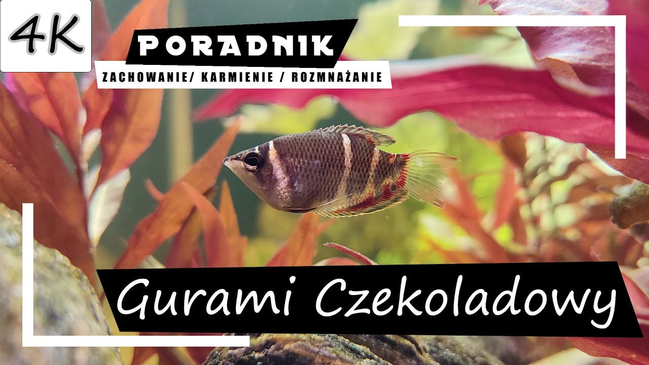 шоколадный гурами - полное руководство [4K]