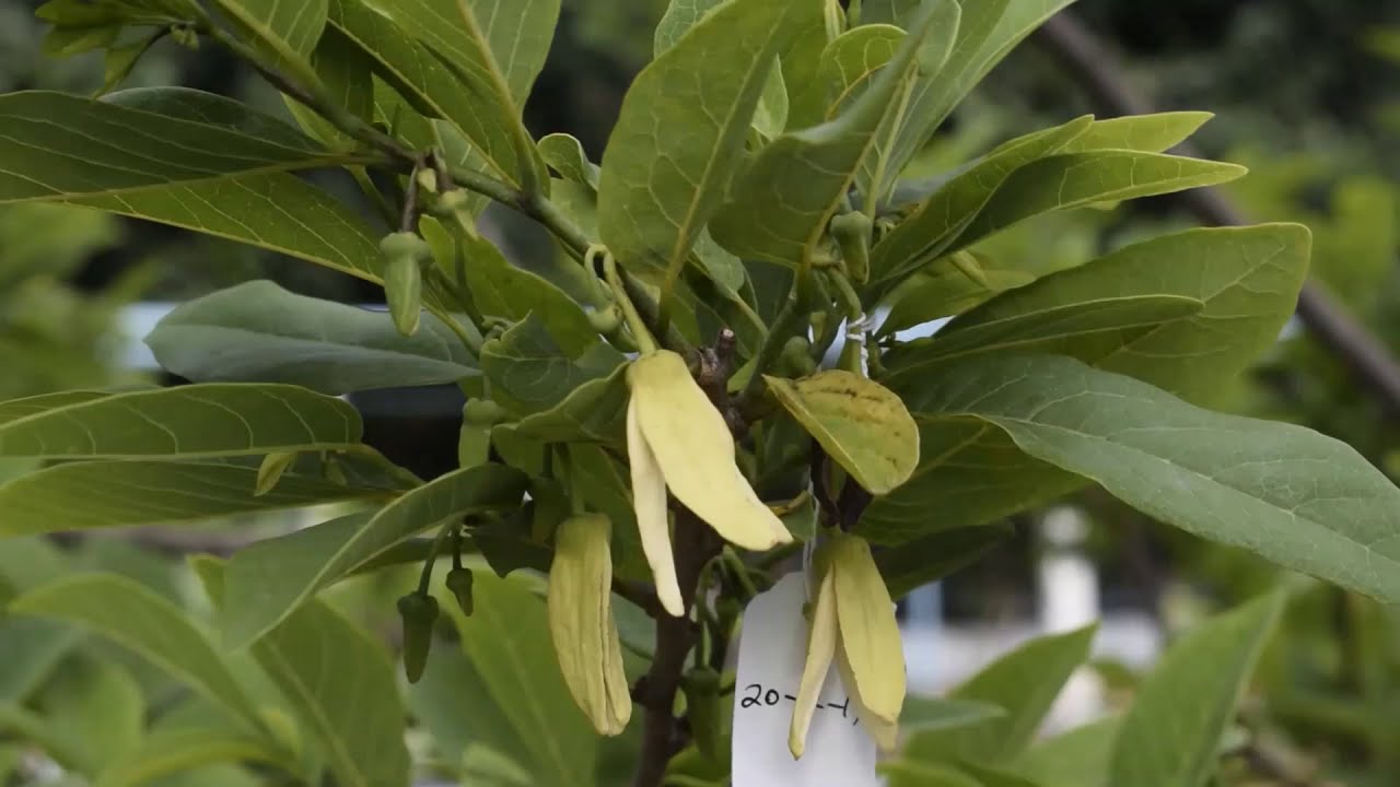 VNR Madhur - Custard Apple/ Sitaphal /Sugar Apple Hand Pollination