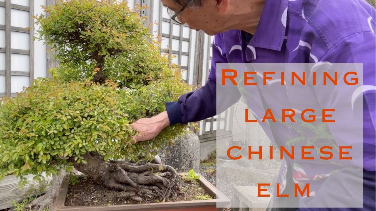 Refining A Large Chinese Elm Pruning