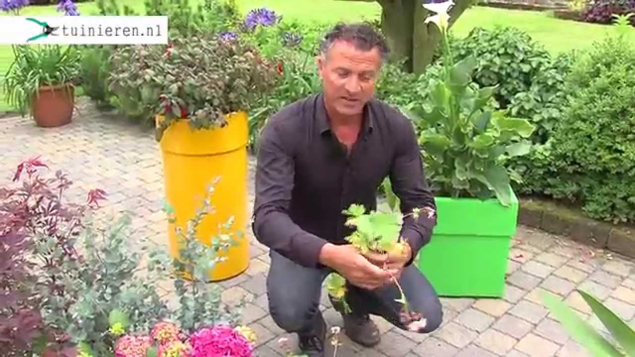 Potplanten: welke planten kunnen in pot? - Tuinieren.nl