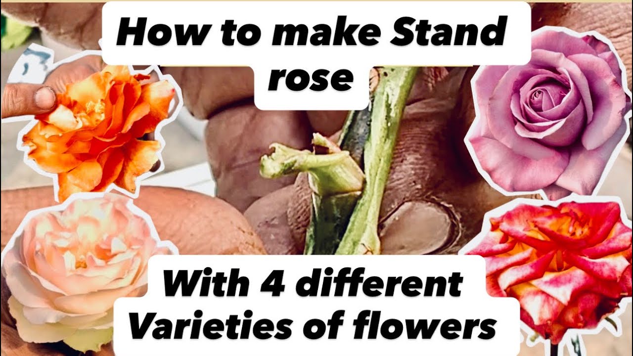 How to make stand rose with 4 different varieties of flowers | 