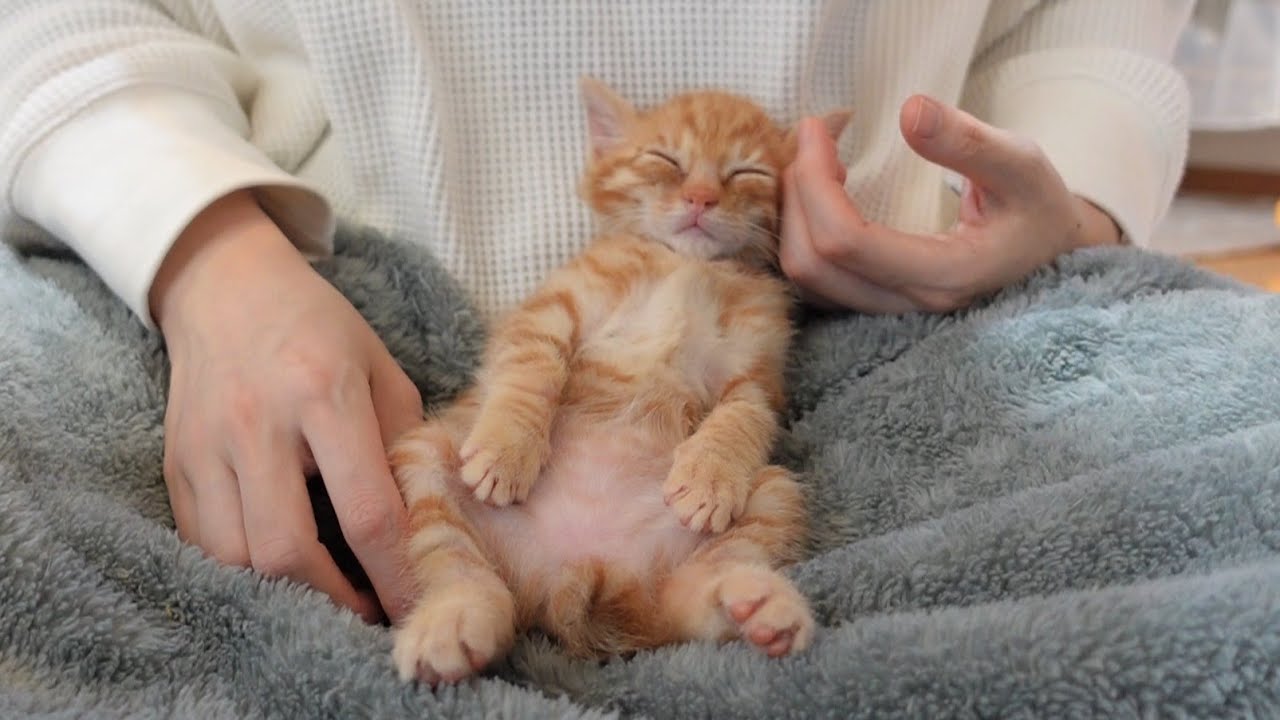 初めてのマッサージでとろけてしまった子猫 ＆ みつきちゃん再手術を受けてきました