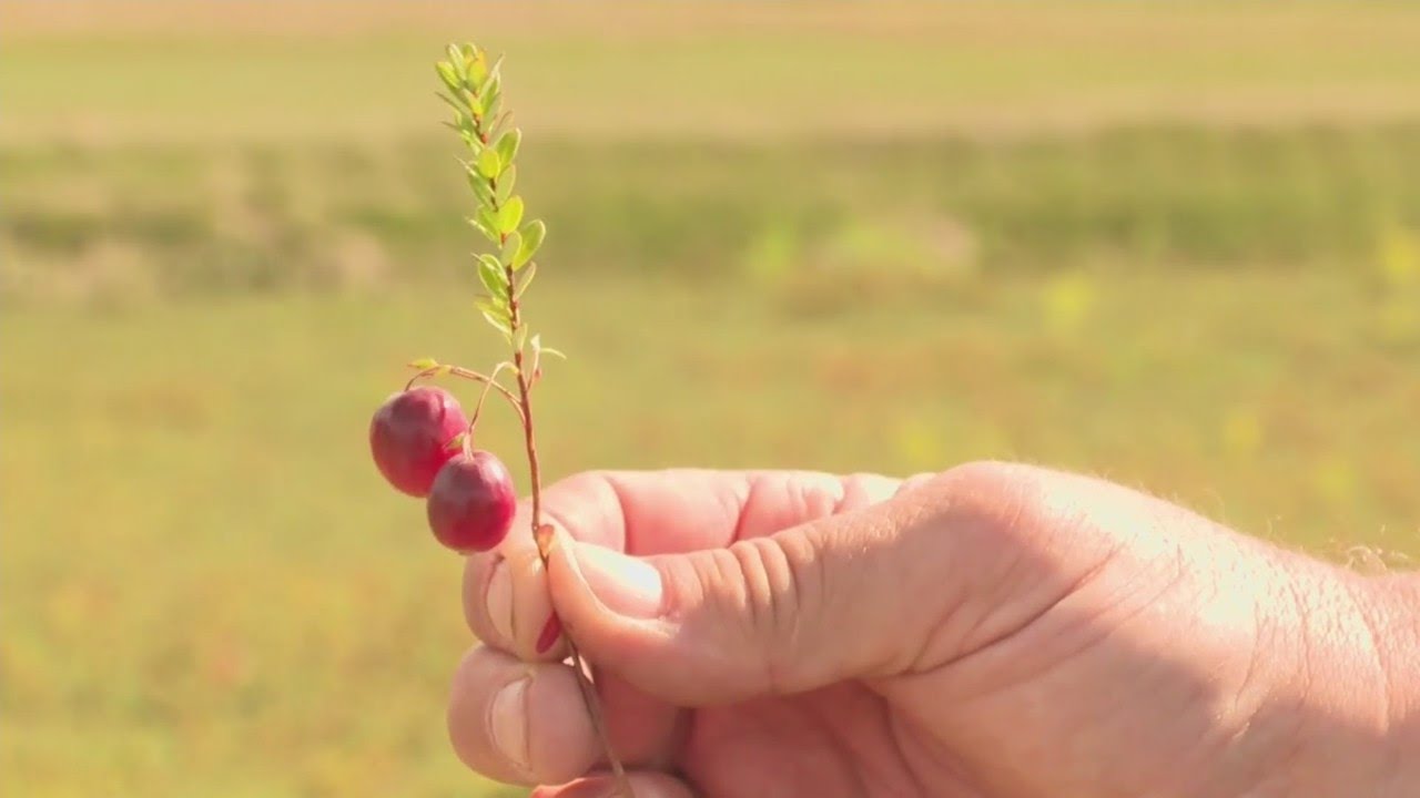 Wisconsin cranberry crop update