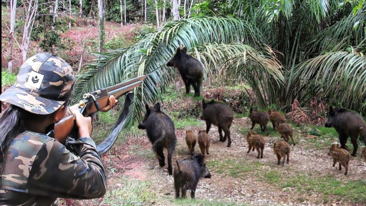 BERBURU 5 EKOR BABI HUTAN HANYA 1 YANG BISA LOLOS 4 EKOR TUMBANG hunting wild boar with an air rifle