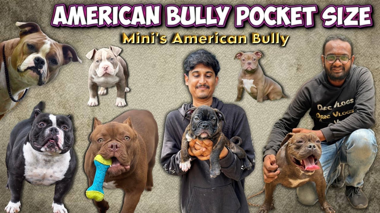 American Bully in Bangalore | Imported American Bully Puppy 🥰 | Pocket & Micro Bully #americanbully