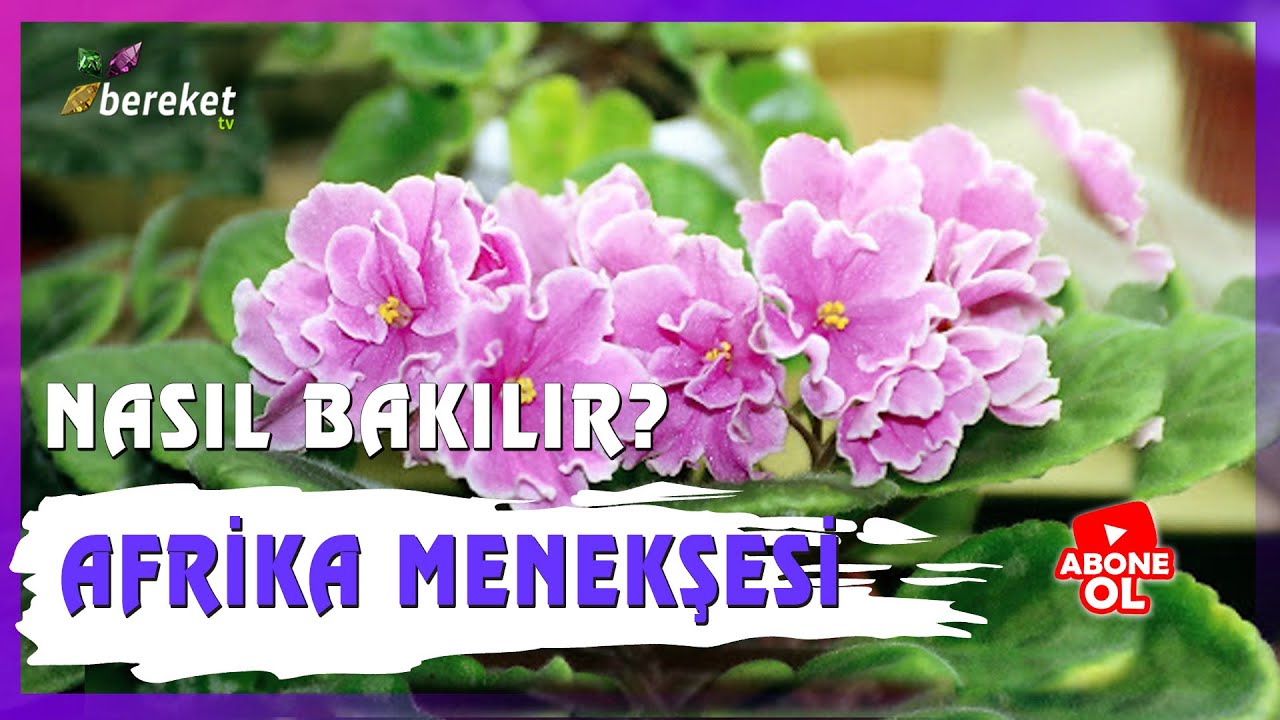 Bahçıvanın Elinden - Afrika Menekşesi Bakımı ve Yetiştiriciliği