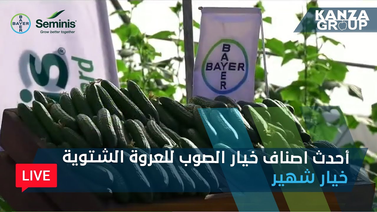 بث مباشر - إطلاق خيار شهير - أحدث أصناف خيار الصوب للعروة الشتوية من شركة باير سيمنيس