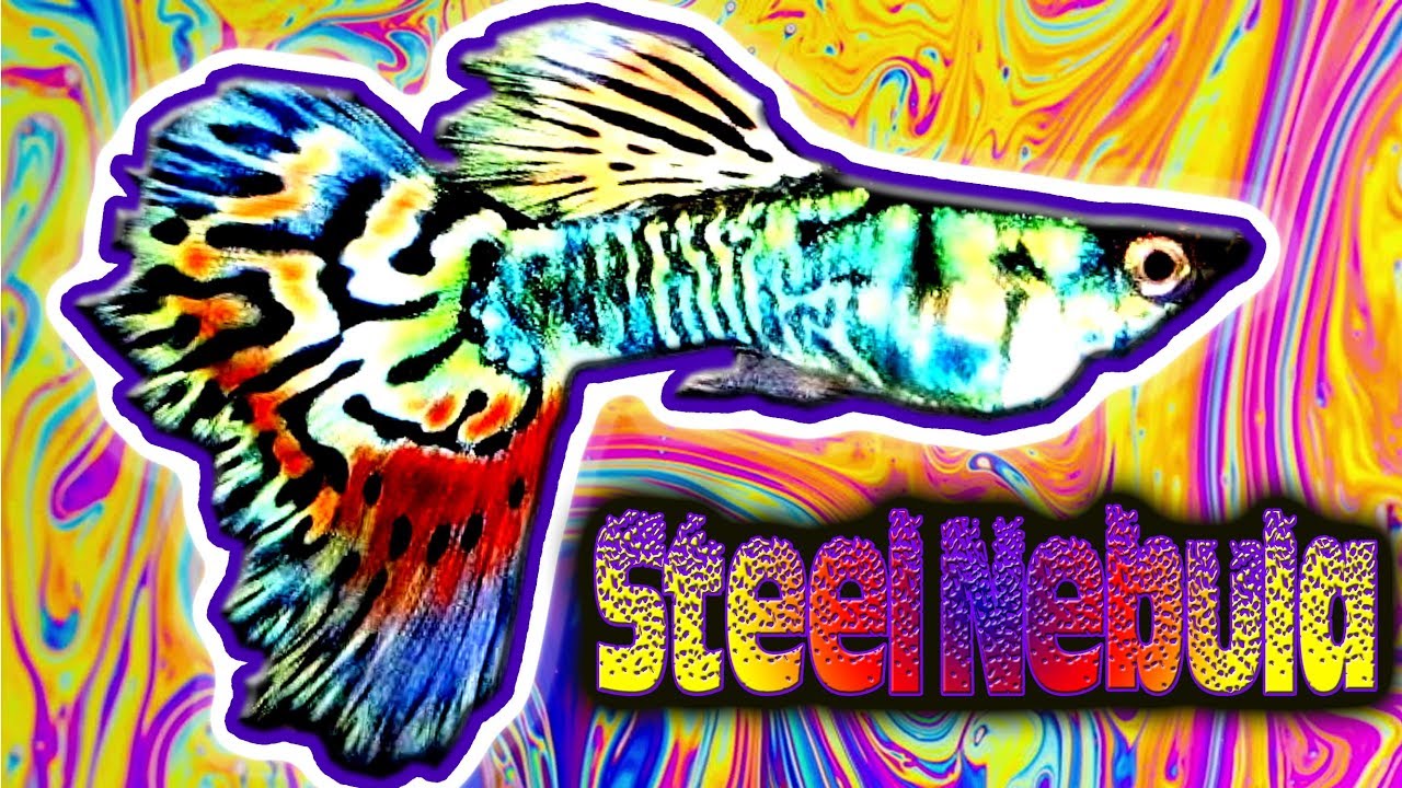 Steel Nebula Guppy - Adding Color to the Fish Room - From Michael's Fishroom