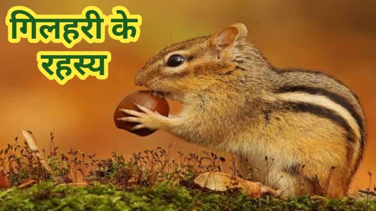 गिलहरी और उनके रहन-सहन।। Humare pedon par gilhari ke karname ।। Squirrel video ।।