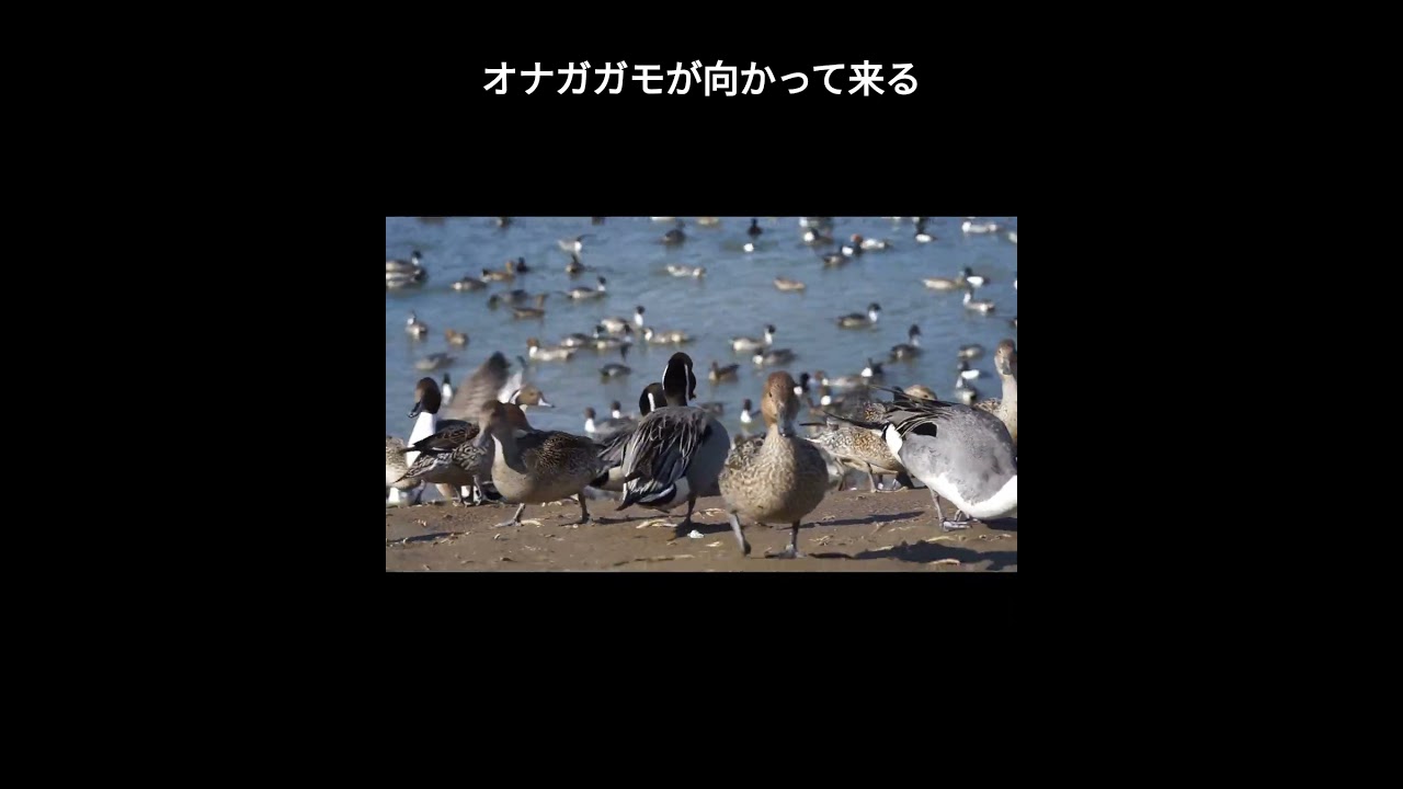 オナガガモが向かってくる #shorts #pintail #オナガガモ #あぶくま親水公園