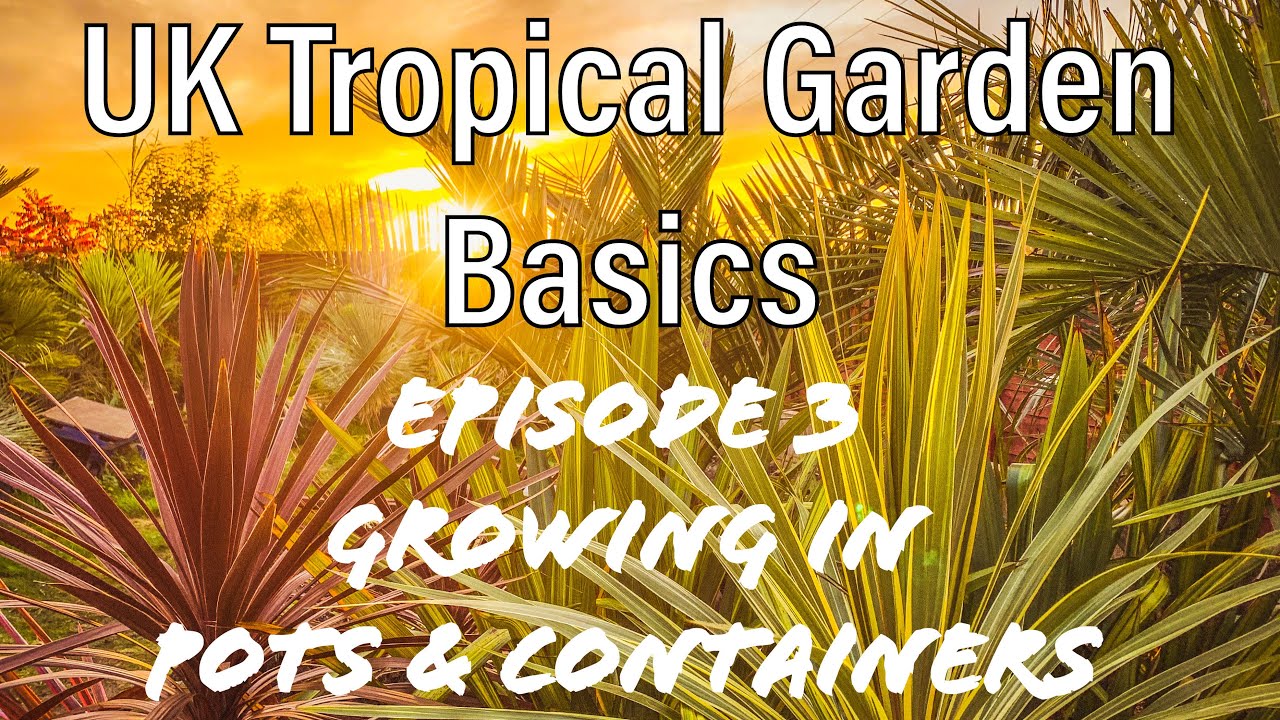 UK Tropical Garden Basics 3: Growing Tropical Plants in Pots & Containers