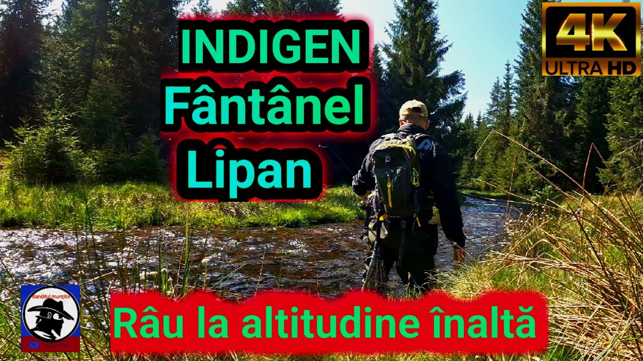 Păstrăv INDIGEN, FÂNTÂNEL și LIPAN pe un râu situat la altitudine înaltă! Munții Apuseni!