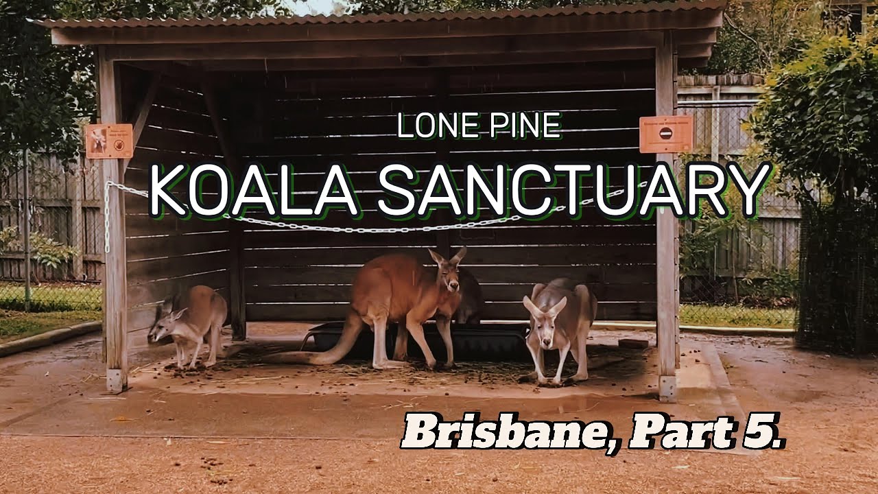 Lone Pine Koala Sanctuary | Brisbane, Queensland AU