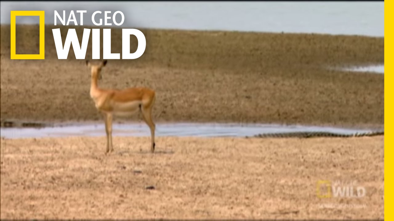 Crocodile Stealth Strike | Nat Geo Wild